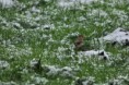 /album/ornithologie/erithacus-rubecula-2-jpg1/